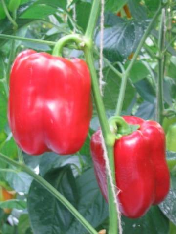 Peregrino F1
