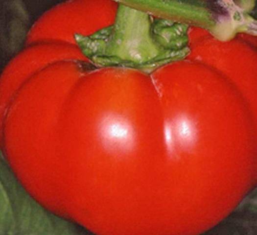 Rubín