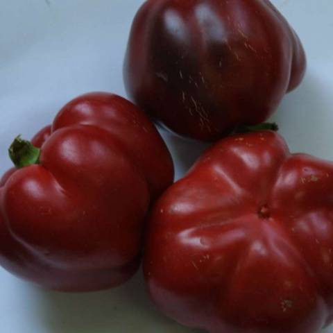 Rubín