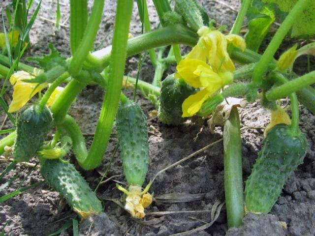 Serpentina