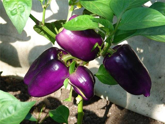 Lilac Mist F1