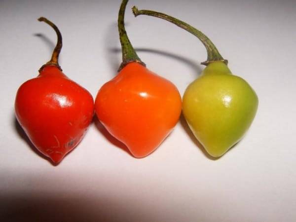 Trinidad Small Cherry