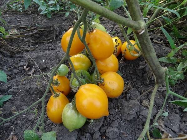 Jardín de cítricos