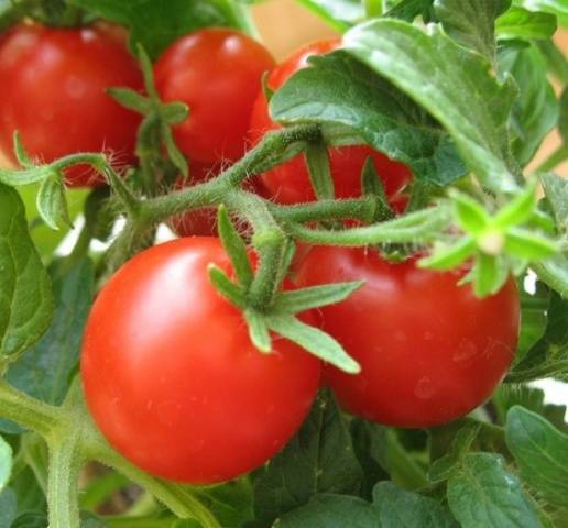 El deleite del jardinero