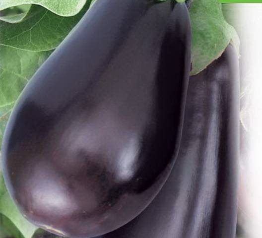 Aubergine Vera