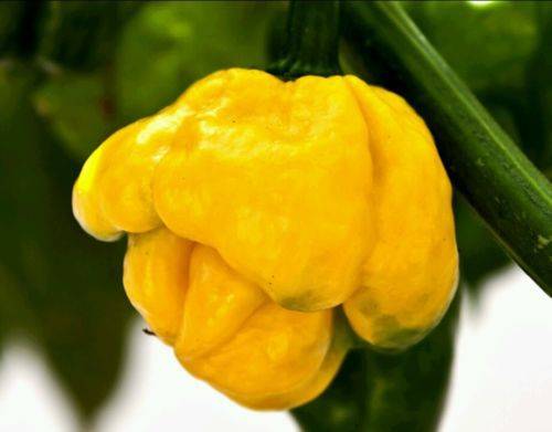 Amarelo jamaicano