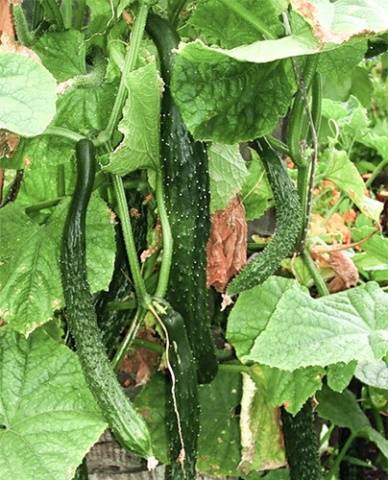 Fazenda chinesa de variedade de pepino