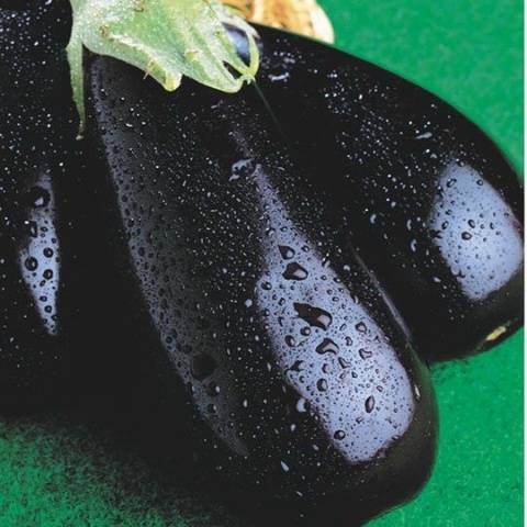 Schwarz gut aussehend