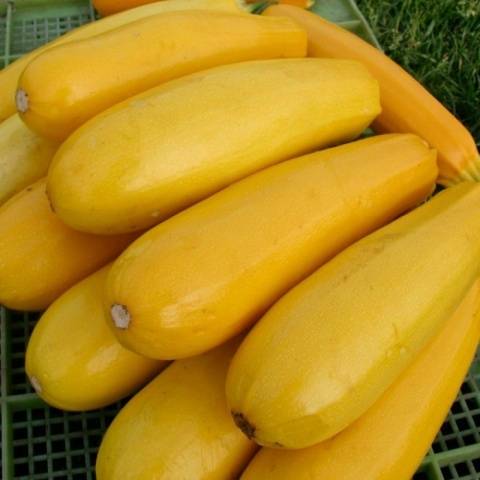Frutado amarelo